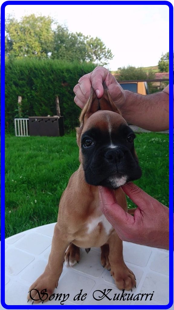 de kukuarri - Chiots disponibles - Boxer