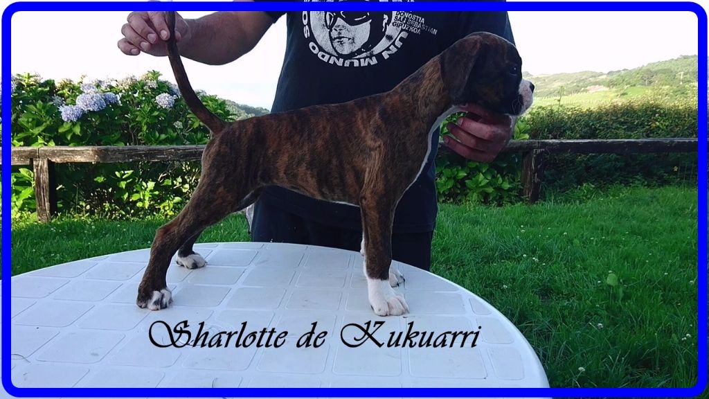 de kukuarri - Chiots disponibles - Boxer